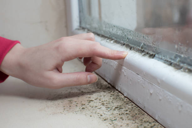  Ocean Park, WA Mold Removal Pros