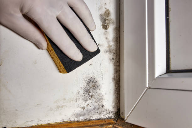 Best Basement Mold Removal  in Ocean Park, WA